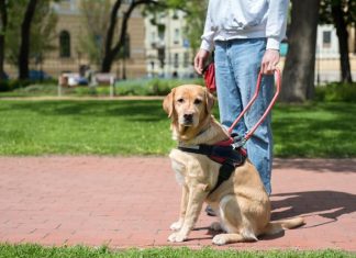 SOLIDARITÉ : Les taxis roulent pour les chiens guides